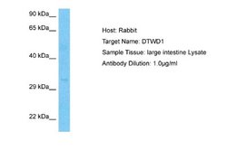 DTWD1 Rabbit anti-Human, Polyclonal, Novus Biologicals 0.1ml; Unconjugated:Antibodies,